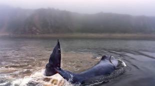 Povestea unui pui de balenă cu cap de balenă blocat în apă puțin adâncă se termină cu salvare