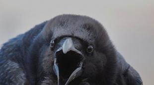 Presagi con cappuccio.  Un corvo gracchia come segno.  Come neutralizzare un cattivo presagio