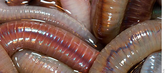 Red Californian worms are irreplaceable helpers in agriculture