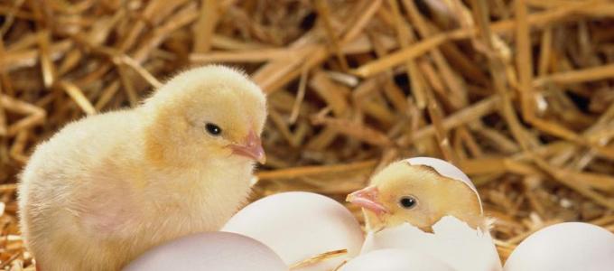 Cómo abrir un negocio rentable de pollos Rentabilidad de las gallinas ponedoras