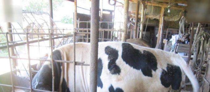 Rady od zkušených chovatelů hospodářských zvířat o chovu býků na maso Chov býků jako podnikání, kde začít