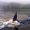 La storia di un cucciolo di balena della Groenlandia bloccato in acque poco profonde si conclude con il salvataggio