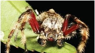 Pânză de păianjen - toate semnele asociate cu pânza de păianjen.Interpretarea somnului din diferite cărți de vis.
