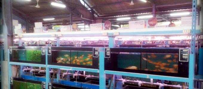 Fish farming business plan