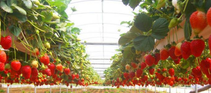 Come organizzare la propria attività coltivando fragole È possibile guadagnare con le fragole?